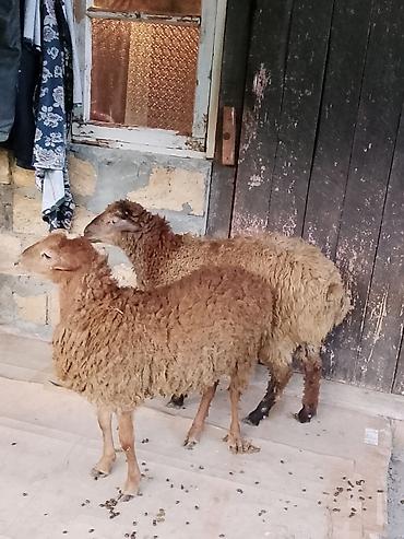 sumqayıtda cücə satışı: Salam aleykum quzular satılır ağ baş 290 manat o biri 330 manat — 5