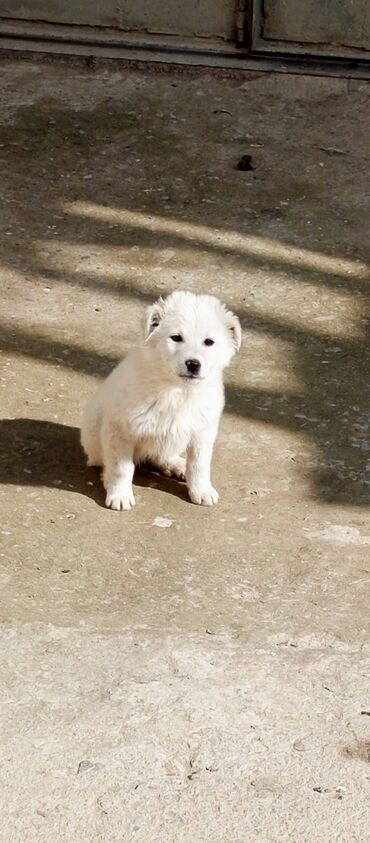 İtlər: Labrador-retriver, 4 ay, Erkek, Ünvandan götürmə