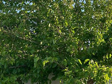 Divanlar: Künc divan, Açılmayan, Parça — 26