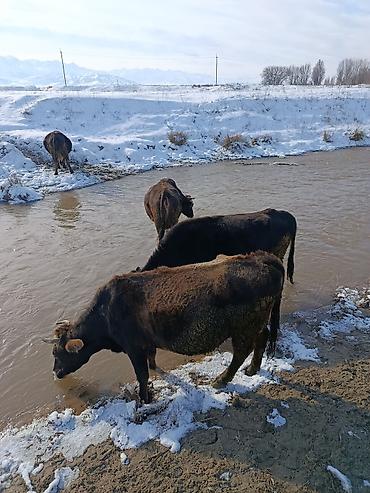 Коровы, быки: Продаю | Корова (самка) | Для молока — 20