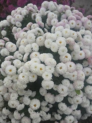 Хризантема: Хризантема — 15