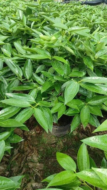 Пальмы: Пальмы Дипсис Монстеры, Бадьян Аннисовый,Корица, Стрелиция at lalafo.kg — 4 Пальмы: Пальмы Дипсис Монстеры, Бадьян Аннисовый,Корица, Стрелиция — 4