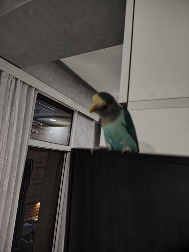 Собаки: Nömrəsiz elan – Sevgi Quşu (Lovebird) – mavi-yaşıl rəng çaları Məhsul