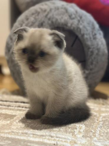 Pişiklər: Şotland, Erkək, Dişi — 3