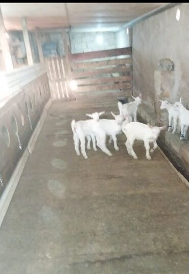 Каменная вата: Bu keçi balaları fermalar üçün faydalı olacaq. Heyvanların hər biri