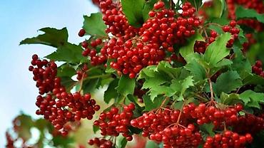 Уруктар жана көчөттөр: Продаю разное декоративный дерево .(Viburnum opulus) – для живых — 1