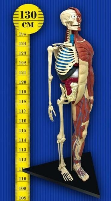 130 см. Тело человека коллекция. Собери тело человека журнал. Коллекция человеческое тело.