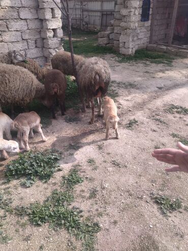 qaradolaq qoyun: Dişi, il: 2, Ünvandan götürmə