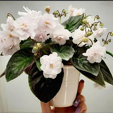 Фиалки и глоксинии: Продаю деткистартеры сортовых фиалок🌺🌿🌺. От 100сом. Есть взрослые — 9