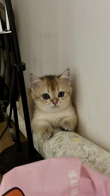 котята 1 месяц: Британская короткошёрстная, 3 месяца, Девочка, Золотая шиншилла, Приучена к лотку — 6