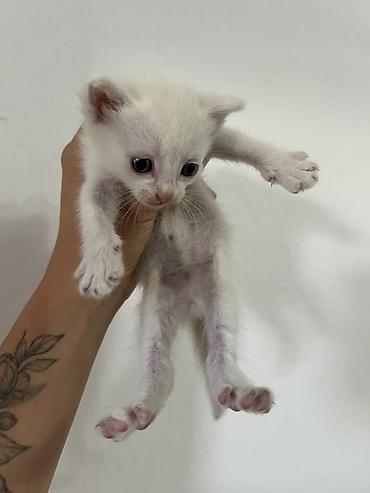 кошки манчкин: 🐾 Отдам котят в добрые руки ❤️ Котятам 2 месяца, уже самостоятельно — 3