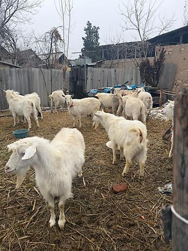 Козы, козлы: Продаю | Коза (самка) | Зааненская | Для разведения — 7