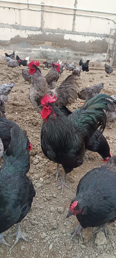 ayam cemani yumurta: Toyuq, Australorp, Yumurtalıq