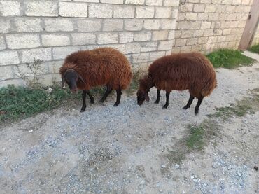 Коровы, быки: Самка, Qala, лет: 1, 80 кг, Для разведения, Самовывоз, Платная доставка
