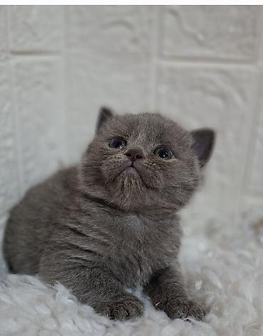 Продажа кошек: Продаётся шотландская девочка,скоттиш-страйт,возраст 1,5 — 6