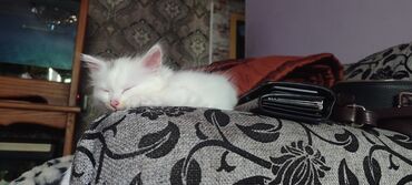 куплю бенгальского котёнка: Отдаю котёнка. девочка, 3 месяца. 28 марта родилась. Уже кушает