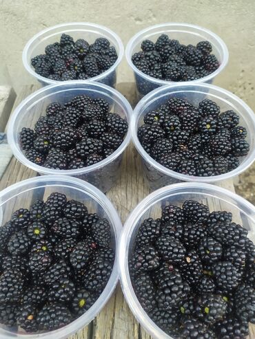 Фрукты и ягоды: ЕЖЕМАЛИНА!!! Продаются саженцы ежемалины. Сорт "Торнфри "( Tornfree) — 9