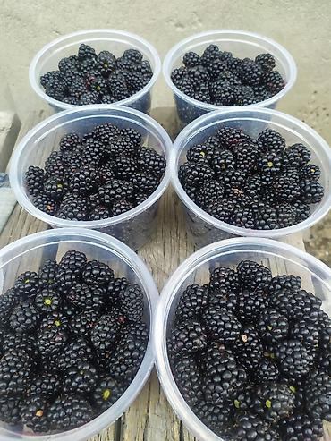 Ежевика: Продаются саженцы ежемалины. Сорт " Торнфри"(Tornfree), без шипов — 10