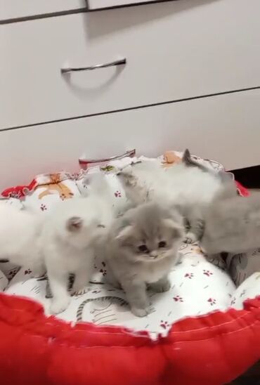 купить британская шиншилла: Şinşilla, Erkək, Dişi