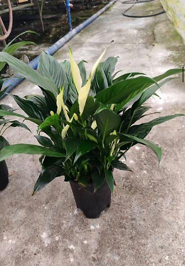 Женское счастье (Спатифиллюм): Спатифиллум (Spathiphyllum), крупное комнатное растение - Эффектный — 6