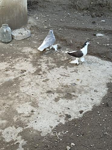sezar qusu: Cut delfinler satilir ciddi alıcılar yazsın — 1