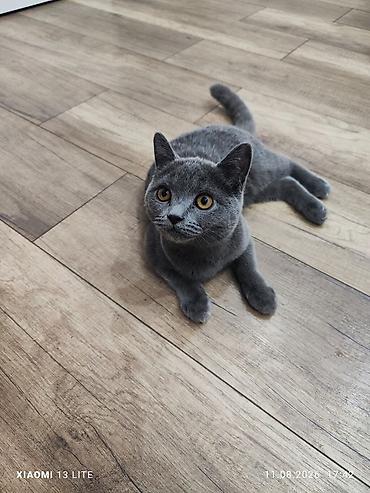 Британский короткошёрстный котёнок, окрас блю (серый). Особенности: -