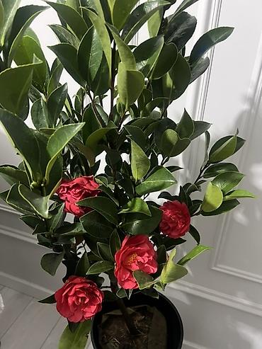 камелия: Доставка по городу бесплатно 🚘 Крупный сорт Камелия японская (Camellia — 4