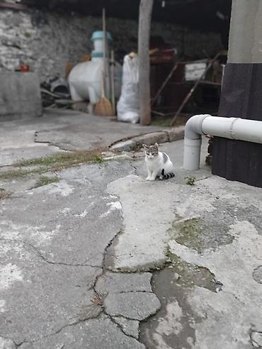 heyvan bazari keci: Yaxşı əllərə — 3