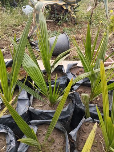 Otaq bitkiləri: Finik palmasi boyuk qablarda 3 manat