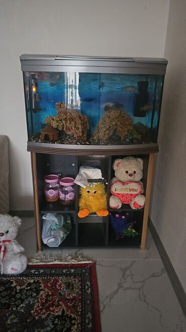 Akvarium aksessuar və ləvazimatları: Akvarium-şkaf, Boş, 100 l, Ünvandan götürmə