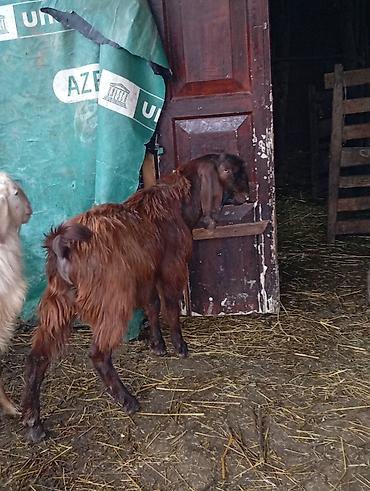 alman kurdu iti: Satılır. safqan hələb erkeyi 7 aylıqdı. qoyun quzu ilə barter olunur — 2