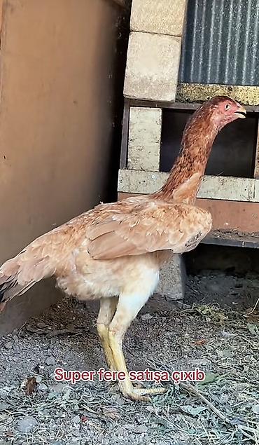 cucə və xoruz təmsil: Toyuq, Damazlıq, Ünvandan götürmə, Ödənişli çatdırılma, Rayonlara çatdırılma — 1