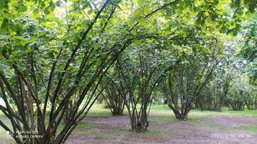 Bağ evlərinin kirayəsi: 70 kv. m, 4 otaqlı, Hovuzsuz, Artezian quyusu, Su, Kanalizasiya — 15