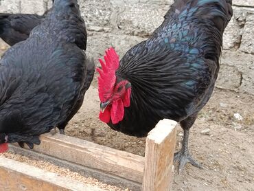 Toyuqlar: Təzə Alman Avstralorp Yumurtaları – Cavan və Sağlam! Yumurtalar -da lalafo.az — 14 Toyuqlar: Təzə Alman Avstralorp Yumurtaları – Cavan və Sağlam! Yumurtalar — 14