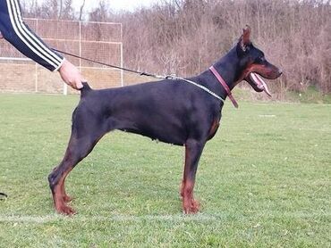 Psi: GROM Doberman Kennel predstavlja stenad iz linijskog parenja Pride of — 2