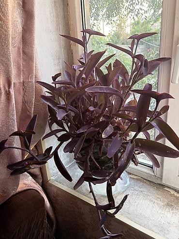 xoruz otu bitkisi: Tradescantia pallida (Purpurea) – bənövşəyi asma ev bitkisi - — 4