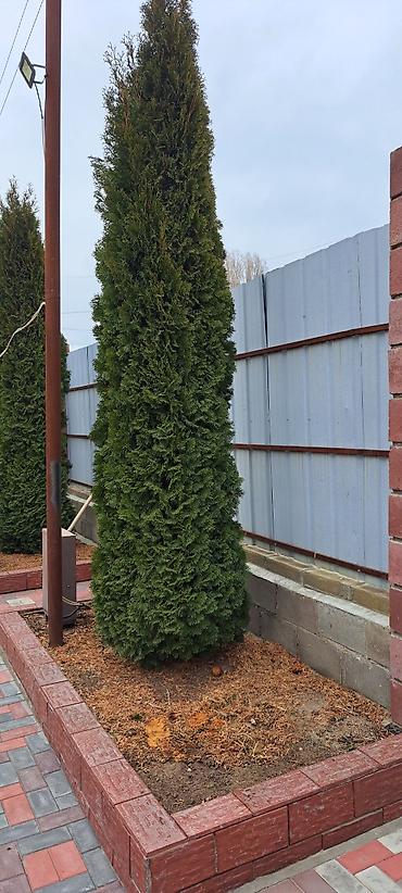 Продажа коттеджей и домов: Срочно продам Коттеджный участок. Красная книга. Размер участка 6 at lalafo.kg — 16 Продажа коттеджей и домов: Срочно продам Коттеджный участок. Красная книга. Размер участка 6 — 16