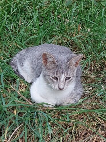 Pişiklər: Yaxşı əllərə -da lalafo.az — 13 Pişiklər: Yaxşı əllərə — 13