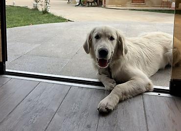 it sortlari: Retriever, 5 ay, Erkək — 9