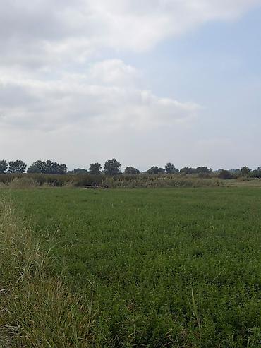 Torpaq sahələrinin satışı: 114 sot, Kənd təsərrüfatı, Kupça (Çıxarış), Bələdiyyə — 2