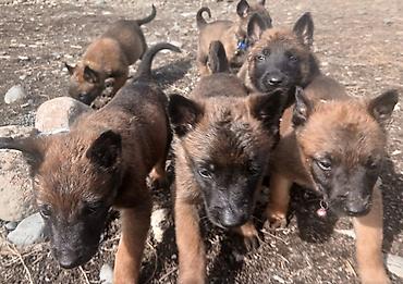 Продажа собак: Предлагаются к бронированию щенки Белгийской овчарки Малинуа.Щенков 9 — 9