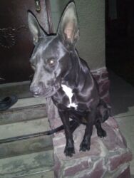 собака продаю: Питбультерьер (сука), в конце ноября будет 1 год, рослая, родители с