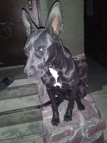 щенок питбуль цена: Питбультерьер (сука), в ноябре будет 1 год, рослая, родители с хорошей