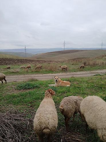 heyvanlar sexs: Kanqal, 3 il, Erkək, Ünvandan götürmə — 2
