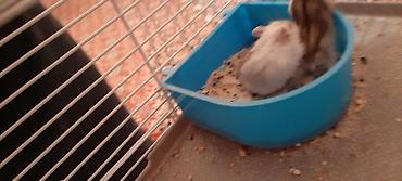 soya yemi: Hamster qəfəsi və aksesuar dəsti - Kiçik gəmiricilər üçün iki — 2
