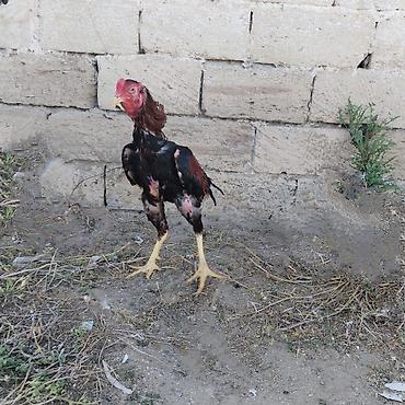 barter xoruz: Diqqətlə oxu 👉 qiymət razılaşma yoluynan Salam yaxşı qan xətti xoruz — 6