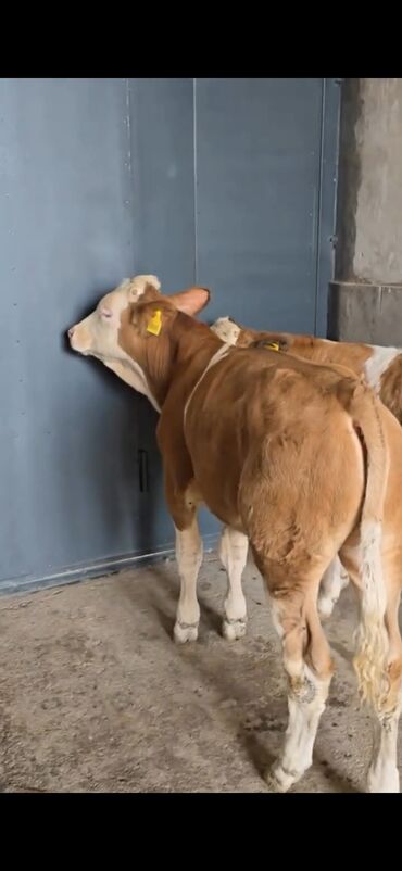 Dana, buzov: Məhsul: Simental cinsli buzovlar Təsvir: - Rəng: açıq-qəhvəyi/ağ — 9