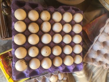 mayalı yumurta satışı: Mayalı Lal ördək yumurtaları
Son qiymətdi