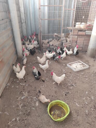 Куры, петухи: Продаю | Куры, Петух — 2