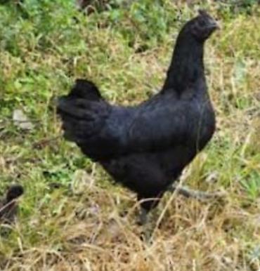 amadin qusu: Hinduşka ve ayam zemani yumurtasi — 2